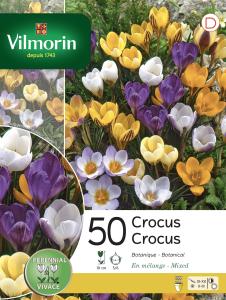 Crocus Botanique en Mélange (x50)